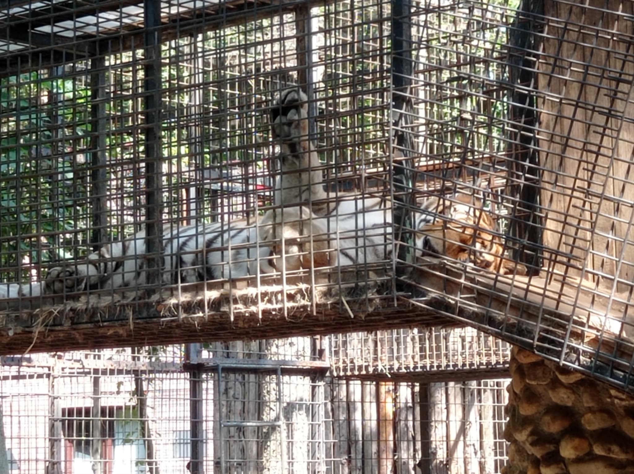 Apa preferată de tine şi animalele de la Zoo, la #focustogreenecolife